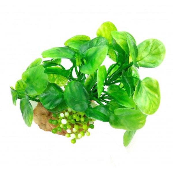 ΔΙΑΚΟΣΜΗΤΙΚΟ ΦΥΤΟ ΕΝΥΔΡΕΙΟΥ